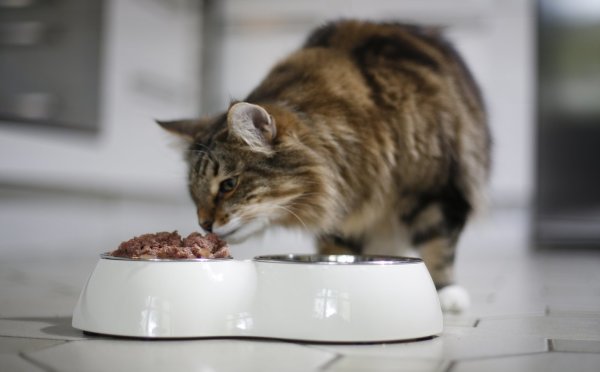 Nassfutter versorgt die Katze mit Flüssigkeit - © Foto: Ina Fassbender