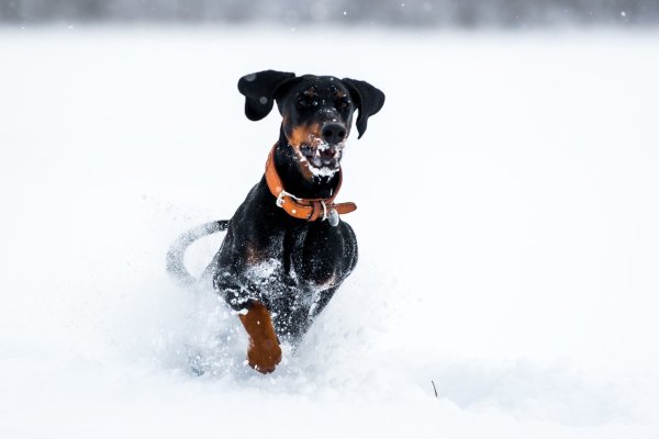 Hund im Schnee - © Foto: Benjamin Nolte