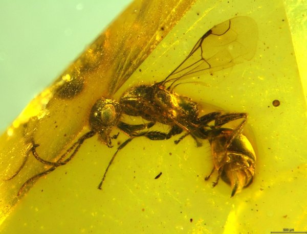 Insektenforscher haben eine bislang unbekannte Wespenart in einem 100 Millionen Jahre altem Bernstein entdeckt. - © Brazidec et al. 2024 Insects, 15/Übersee-Museum/dpa