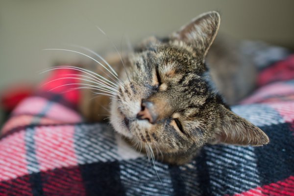 Beliebter Platz bei Katzen - © Foto: Julian Stratenschulte