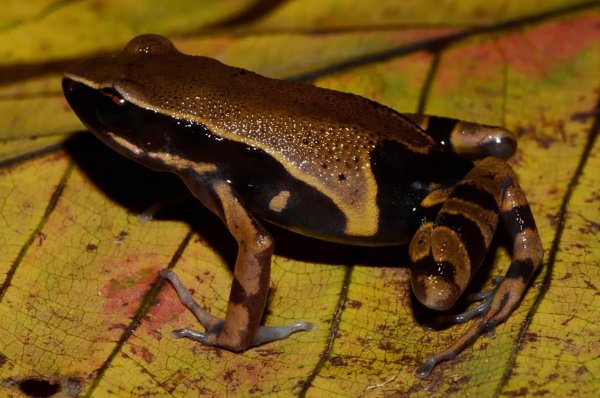 Der Langfingerfrosch Cardioglossa annulata wurde erst vor Kurzem erstmals von Forschenden beschrieben. (Handout) - © Marius Burger/WWF/dpa