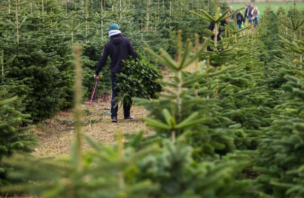 Weg mit den Zecken: Bevor man den Weihnachtsbaum rein holt, sollte man ihn noch einmal ordentlich durchschütteln. - © Ulrich Perrey/dpa-tmn