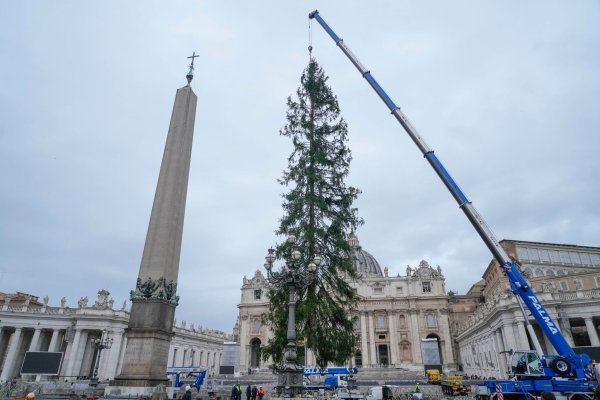 Eine 29 Meter hohe Rotfichte aus dem Dorf Ledro in den Dolomiten wird auf dem Petersplatz aufgestellt. - © Gregorio Borgia/AP