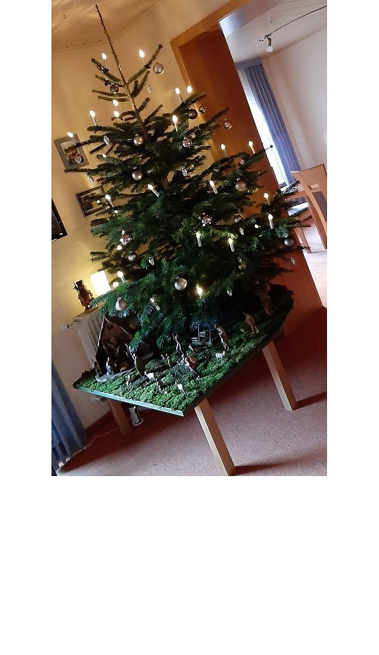 Weihnachtsbäume in Lippe