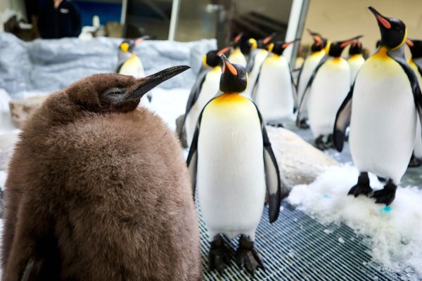 Der kugelrunde Pesto ist zum Social-Media-Star avanciert. - © Uncredited/SEA LIFE Melbourne/AP/dpa