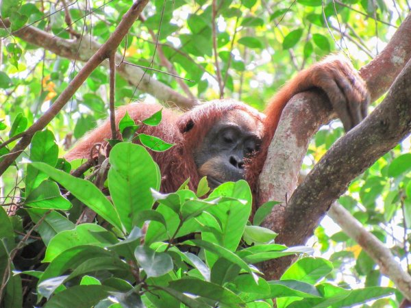 Auch Orang-Utans halten gern ein Mittagsschläfchen. - © Natasha Bartalotta/Max Planck Institute für Verhaltensbiologie/dpa