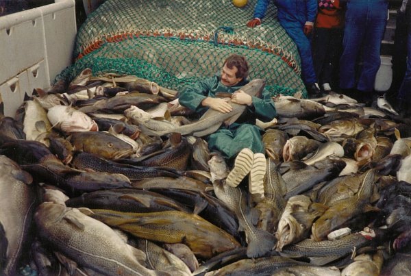 Die Dorsche in der Ostsee waren einst wesentlich größer. - © Jesper Bay Of The Danish/Danish Institute for Fisheries and Marine Research/dpa