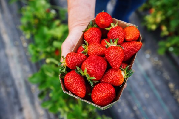 Erdbeeranbauer Ell verkauft seine Erdbeeren auch über den Discounter Aldi-Süd. (Archivbild) - © Philipp von Ditfurth/dpa