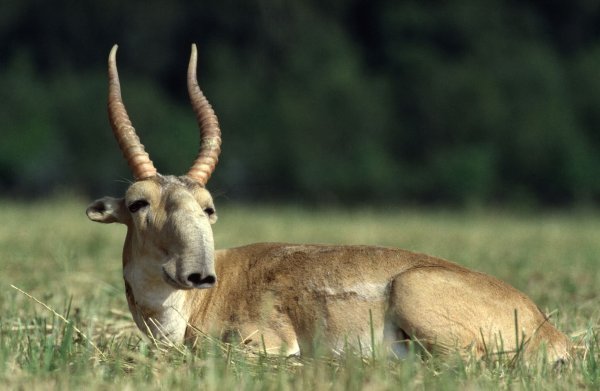 Die Maßnahmen zum Schutz der Saiga-Antilope in Zentralasien haben gut gegriffen. - © Rotislav Stach/Bundesamt für Naturschutz/dpa