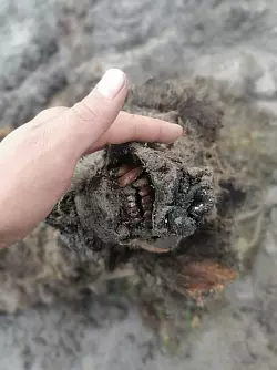 B&auml;renkadaver in Russland entdeckt - &copy; Foto: -/Universit&auml;t Jakutsk/dpa