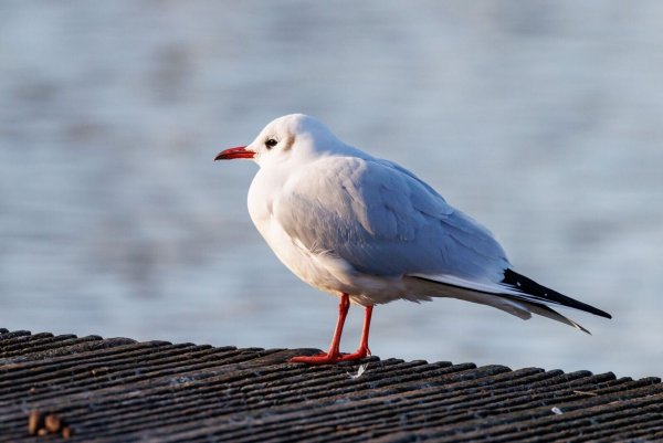 Der Ruf der Lachmöwe (Chroicocephalus ridibundus) klingt wie Gelächter, daher auch der Name. - © Daniel Karmann/dpa