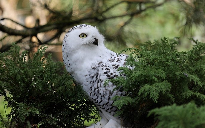Bild zu Vogelgrippe-Verdachtsfall im Bielefelder Tierpark Olderdissen