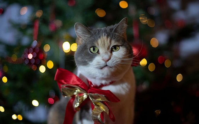 Bild zu Tierisches Geschenk: Lieber Patenschaft statt Haustier