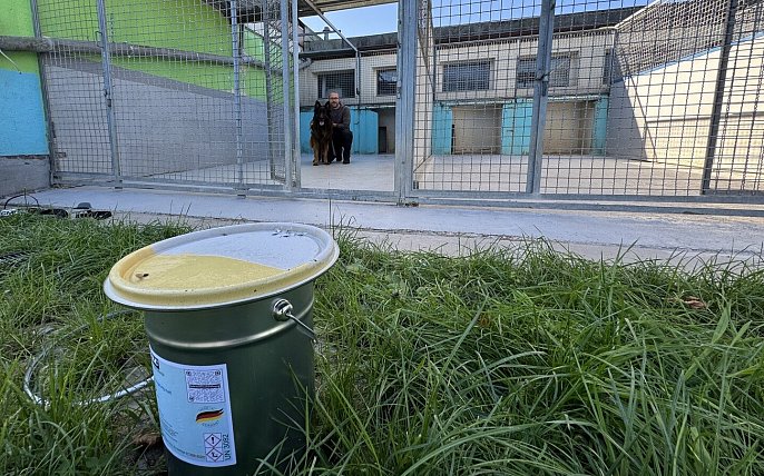 Bild zu Tierheim Bad Salzuflen investiert in Quarantäne und „Katzengarten“