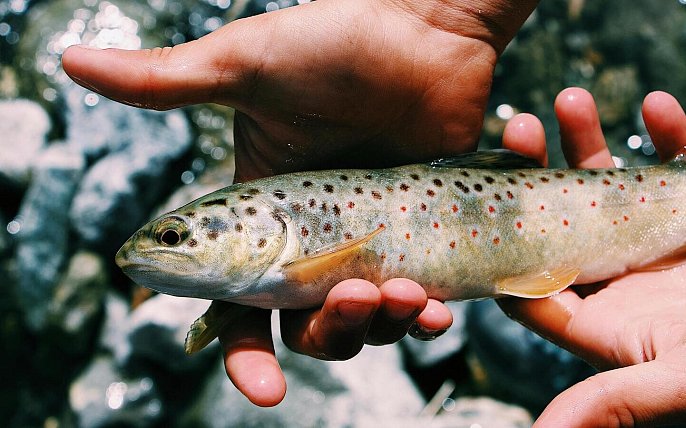 Bild zu Eine teure Bachforelle: Drei Kalletaler erhalten vor Gericht Denkzettel fürs Schwarzangeln