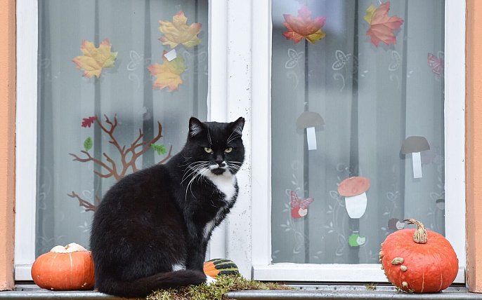 Bild zu Halloween ohne Stress: Tipps für entspannte Vierbeiner