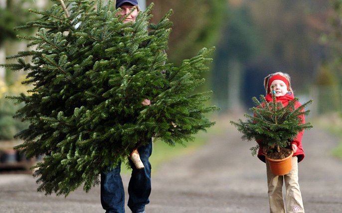 Bild zu &bdquo;Kalte F&uuml;&szlig;e, flacher Stumpf&ldquo;: So bleibt der Weihnachtsbaum maximal lange frisch