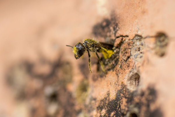 Eine Gemeine Löcherbiene (Heriades truncorum) schiebt sich rückwärts in ihr Nestloch an einer steinernen Nisthilfe. - © Christian Lademann/dpa