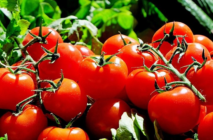 Reife Tomaten gibt es momentan auch aus Deutschland. - © Pixabay