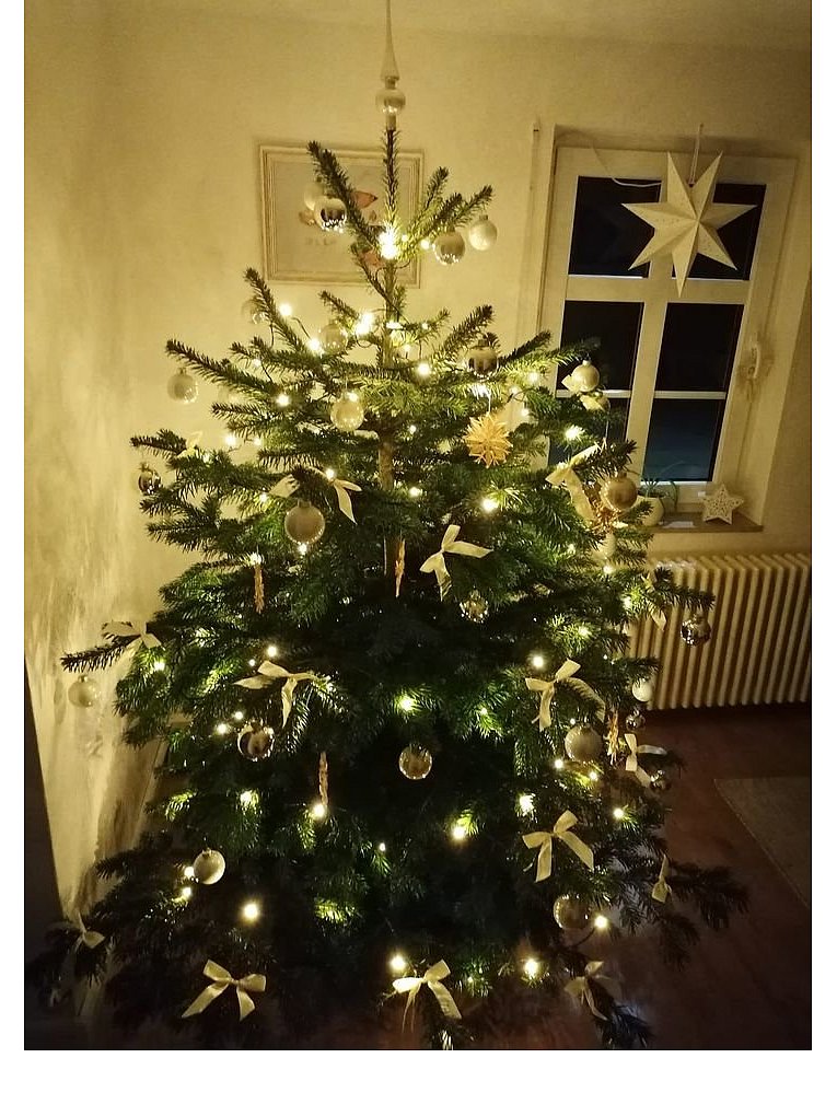 Weihnachtsbäume in Lippe