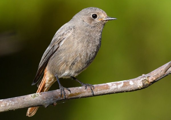 Gartenvogel - © Foto: Patrick Pleul