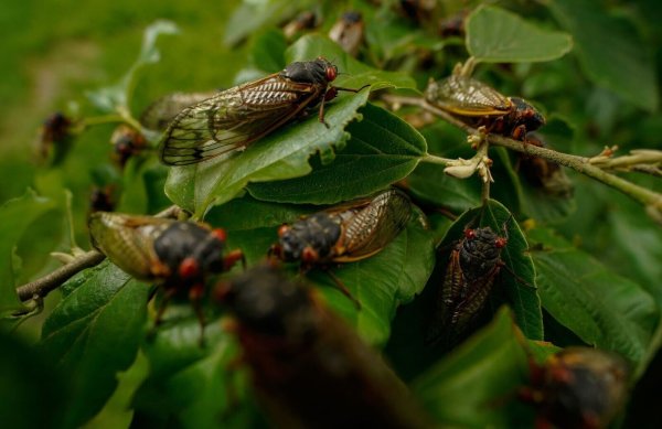 Wenige Tage nach dem Schlüpfen beginnen männliche Zikaden, bis zu 90 Dezibel laute Knattergeräusche zu erzeugen. - © Carolyn Kaster/AP/dpa