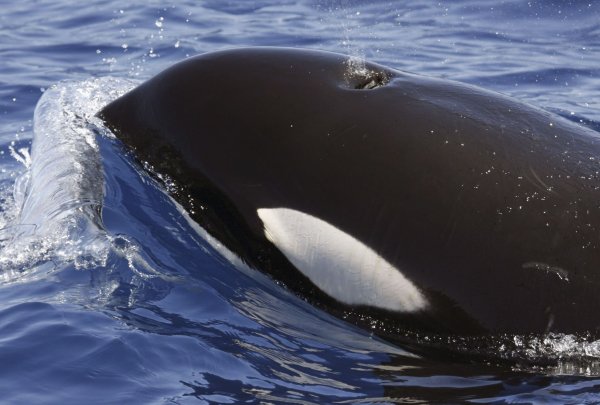 Orcas sind hochintelligente Tiere - © SECAC/Monica Perez/epa efe/dpa