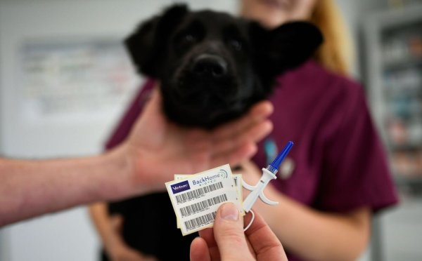 Zack, da kommt gleich der Chip in den Hund rein. Schon lässt sich das Tier eindeutig identifizieren. - © Ina Fassbender/dpa-tmn