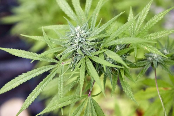 Bislang ist in NRW noch keine Genehmigung für eine Cannabis-Anbauvereinigung in Sicht. (Symbolbild) - © Georg Wendt/dpa