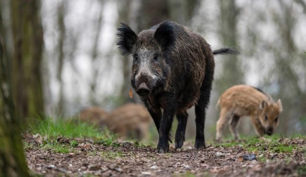 Besondere Vorsicht ist bei Wildschweinmüttern geboten – sie verteidigen ihre Jungen, wenn sie sich bedroht fühlen. - © Gregor Fischer/dpa/dpa-tmn