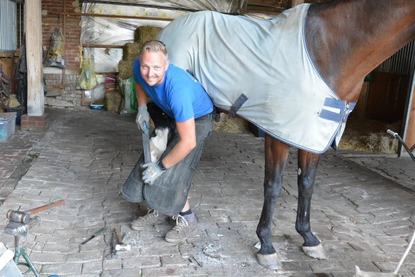Handwerk: Hufschmied Glen Pinxteren hat sich in Belgien eine ganz spezielle Beschlagstechnik für die Hinterhufe angeeignet: Er schiebt sich unter das Pferd und - © Tanja Watermann