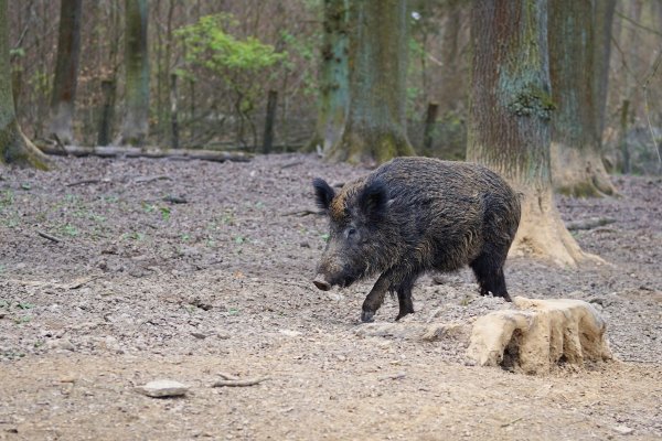 Wildschwein im Wald: Um Bäume zu schützen und die Schweinepest einzudämmen, haben die Jäger in NRW mehr Tiere erlegt. - © Symbolbild: Pixabay