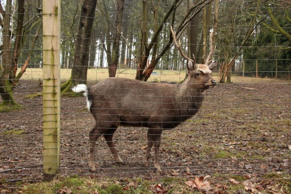 Ein Sika-Hirsch im Gehege an den Försterteichen. - © Marlen Grote(LZ)