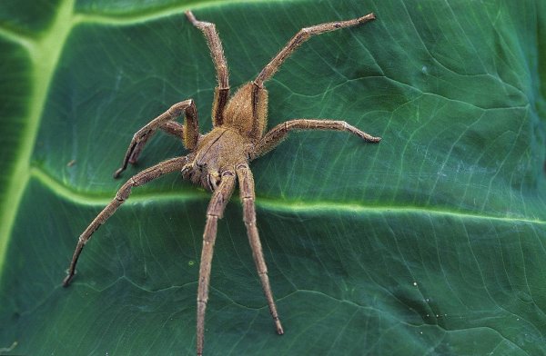 Bei den Spinnen im Pflegeheim hätte es sich um eine brasilianische Wanderspinne, auch Bananenspinne genannt, handeln können. - © picture alliance / blickwinkel/G. Kunz