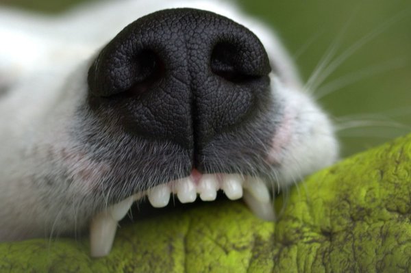 An der Jöllenbecker Straße zeigte ein Hundehalter wenig Haltung. Erst beleidigte er einen Autofahrer, dann ließ er seinen Hund zubeißen. Der hier symbolhaft gezeigte Hund ist dem gesuchten Hund nicht ähnlich. - © Symbolfoto: Pixabay Creative Commons