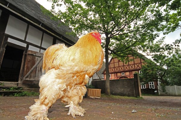 Eine tierische Geschichte: Nicht der schönste, sondern der ausdauerndste Hahn gewinnt beim Hähnewettkrähen. - © Robin Jähne