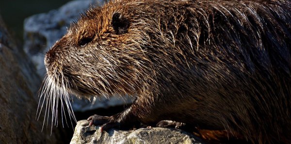 Pelziger Gast aus Amerika - © Symbolbild: Pixabay