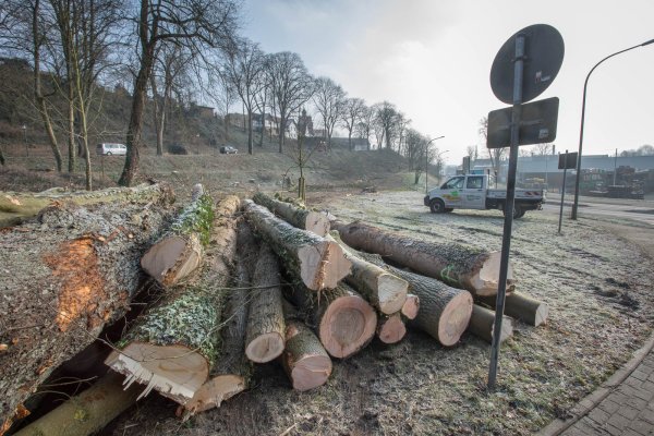 Die Grünen kündigen ihre Koalition mit der SPD wegen der Abholzung im Vattipark. - © Torben Gocke