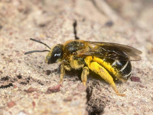 Eine Rotbeinige Furchenbiene mit Pollen. - © picture alliance / blickwinkel/R. Guenter