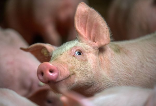 Der Schlüssel zum Erfolg: Gerade in Westfalen-Lippe setzen viele Bauern auf die Schweinehaltung - © dpa