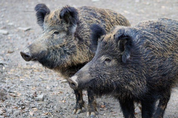 Massenjagd in Bielefeld geplant: 100 Jägerinnen und Jäger sind kommende Woche großflächig auf Wildschweinjagd. - © Symbolfoto Pixabay