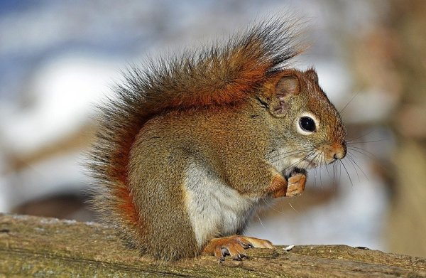 Beliebter Gartenbesucher: Ein Eichhörnchen knabbert an einer Haselnuss. - © Symbolbild: Pixabay