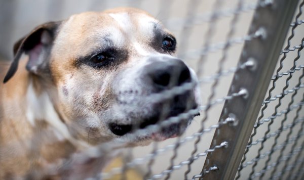Der Staffordshire-Terrier-Mischling "Chico" soll seine 27 und 52 Jahre alten Besitzer in ihrer Wohnung in einem Mehrfamilienhaus getötet haben. - © dpa