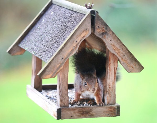 Beliebt: Eichhörnchen nutzen gerne Vogelfutterhäuschen. - © dpa