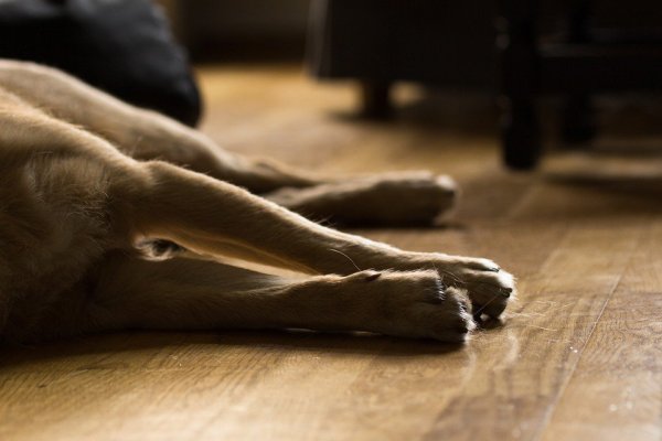 Aggressiver Krankheitsverlauf: Die Hunde zeigen Symptome wie hohes Fieber, Fressunlust, Gewichtsabnahme. - © pixabay / creative commons
