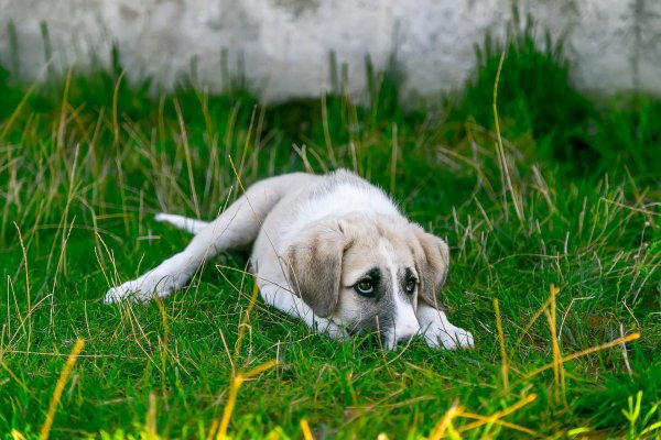 Für eine Infektion kann es ausreichen, wenn die Tiere Gras mit Schneckenschleim fressen. - © pixabay.com