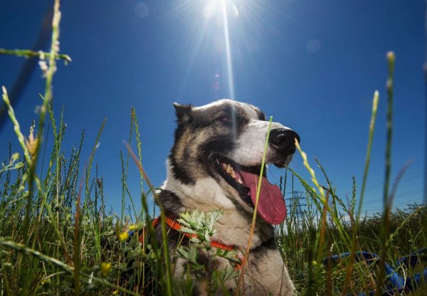 Die Schäferhund-Huskie-Mischlings-Dame Queen sitzt in einem Feld und genießt das schöne Wetter. Hunde hecheln, um sich abzukühlen. - © picture alliance