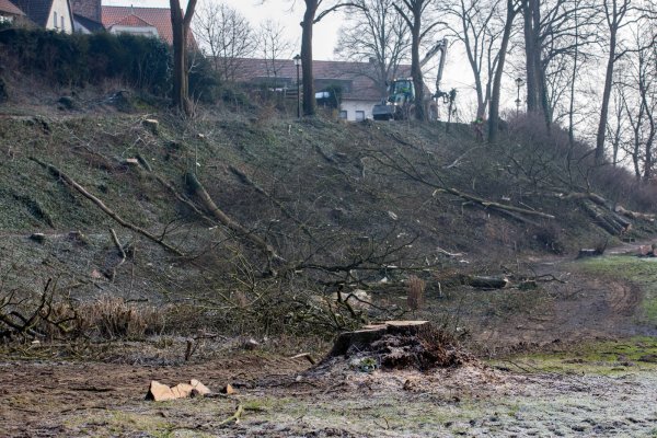 Ein Haufen Holz: Am Rande des Vattiparks stapeln sich die Stämme von den Bäumen, die im dahinter liegenden Vattipark gefällt worden sind. Im Hintergrund ist das Niederntor zu erkennen. - © Torben Gocke