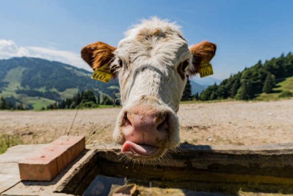 Milchkühe werden früher als geplant zum Schlachter gegeben. - © dpa