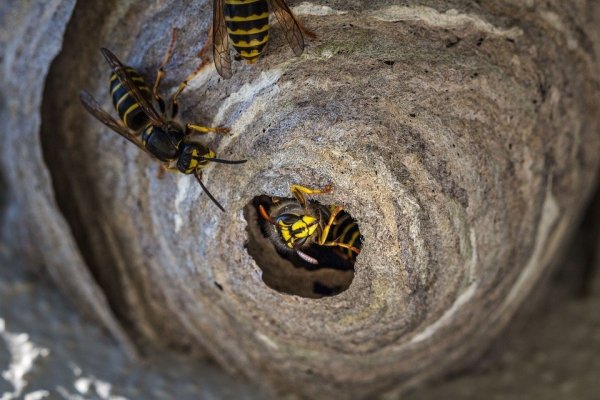 Besonders beliebt sind bei Wespen und Hornissen lockere Dachziegel oder andere Hohlräume am Haus, wo sie ihre Nester bauen. AuchNistkästen, die eigentlich für Vögel aufgestellt sind, werden beschlagnahmt. - © Symbolbild: Pixabay